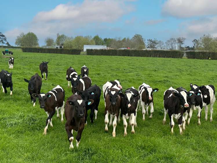 63 Harbottle Road Morrinsville_24