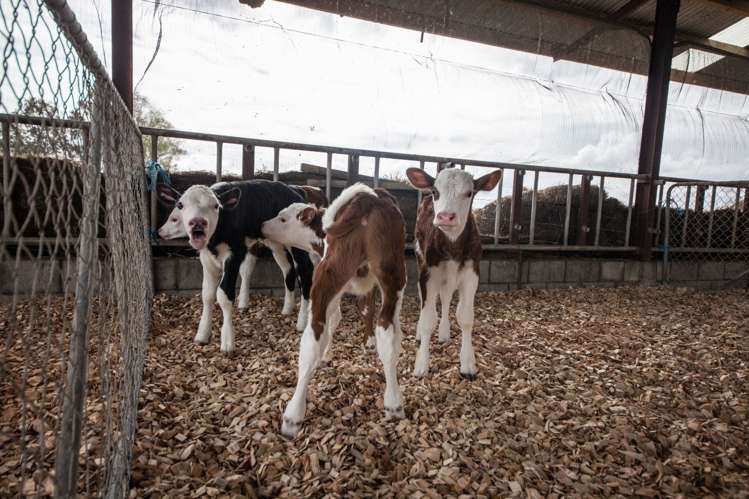 1228 Rangitikei Line Newbury_7