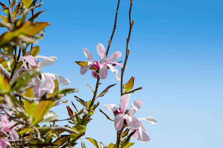 17 Slowater Lane Puhoi_17