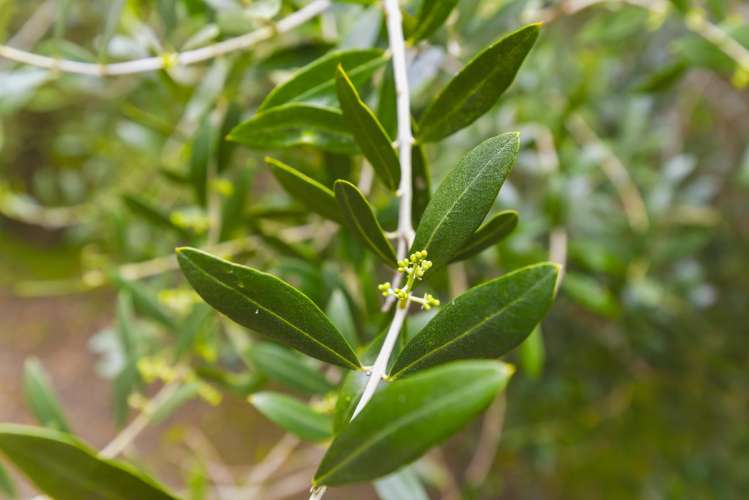 258 Waitohu Valley Road Otaki_41