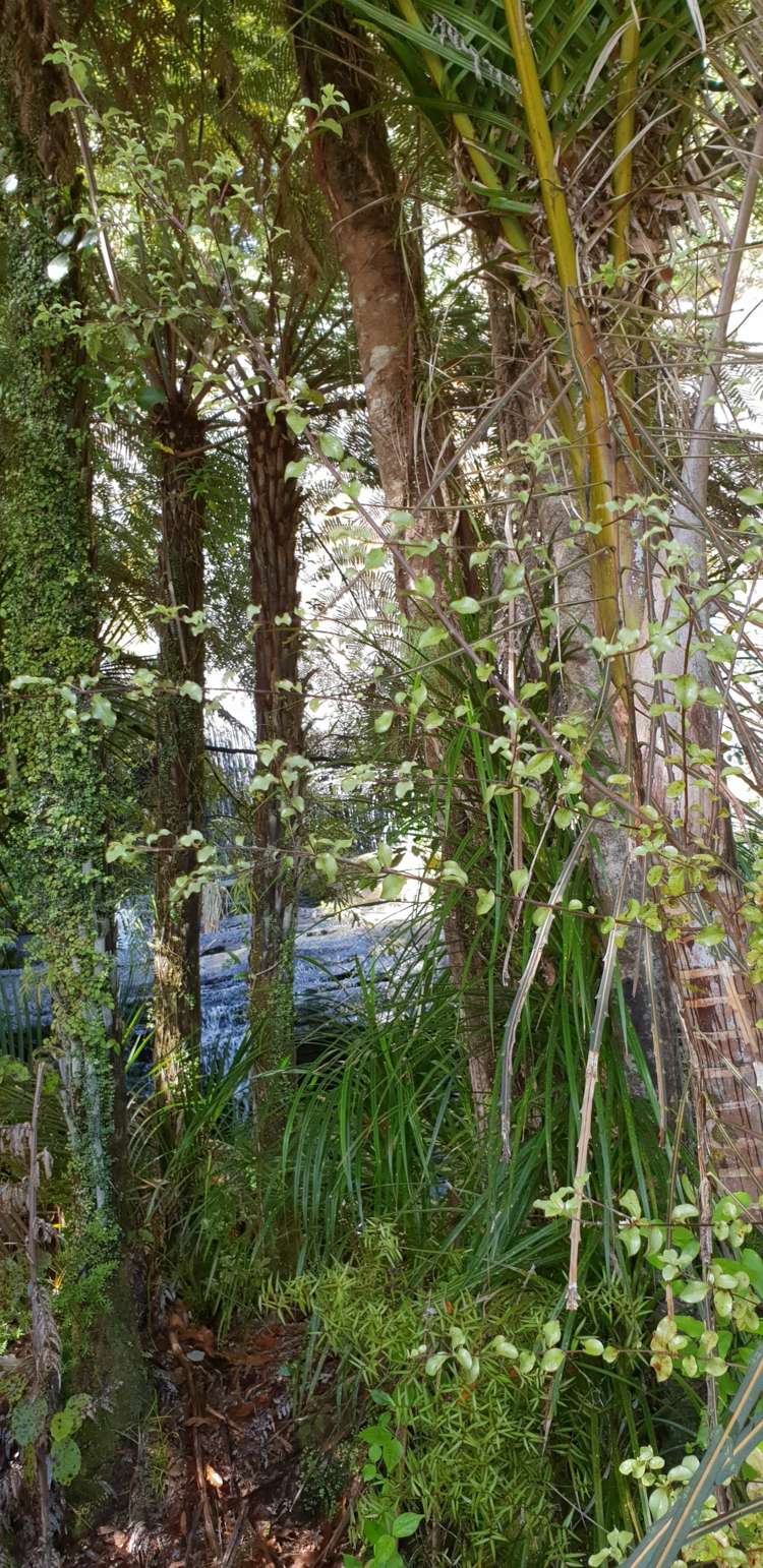 448 Moir Hill Road Warkworth_22