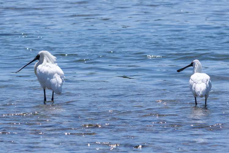 291a Waikawa Road Waikawa_17