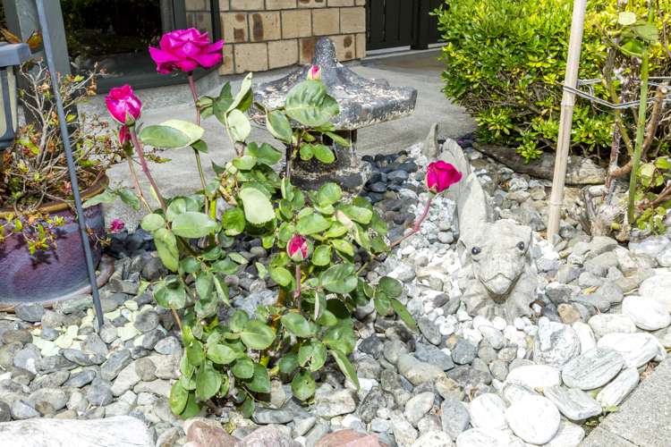 11a Ormrod Grove Riverstone Terraces_19