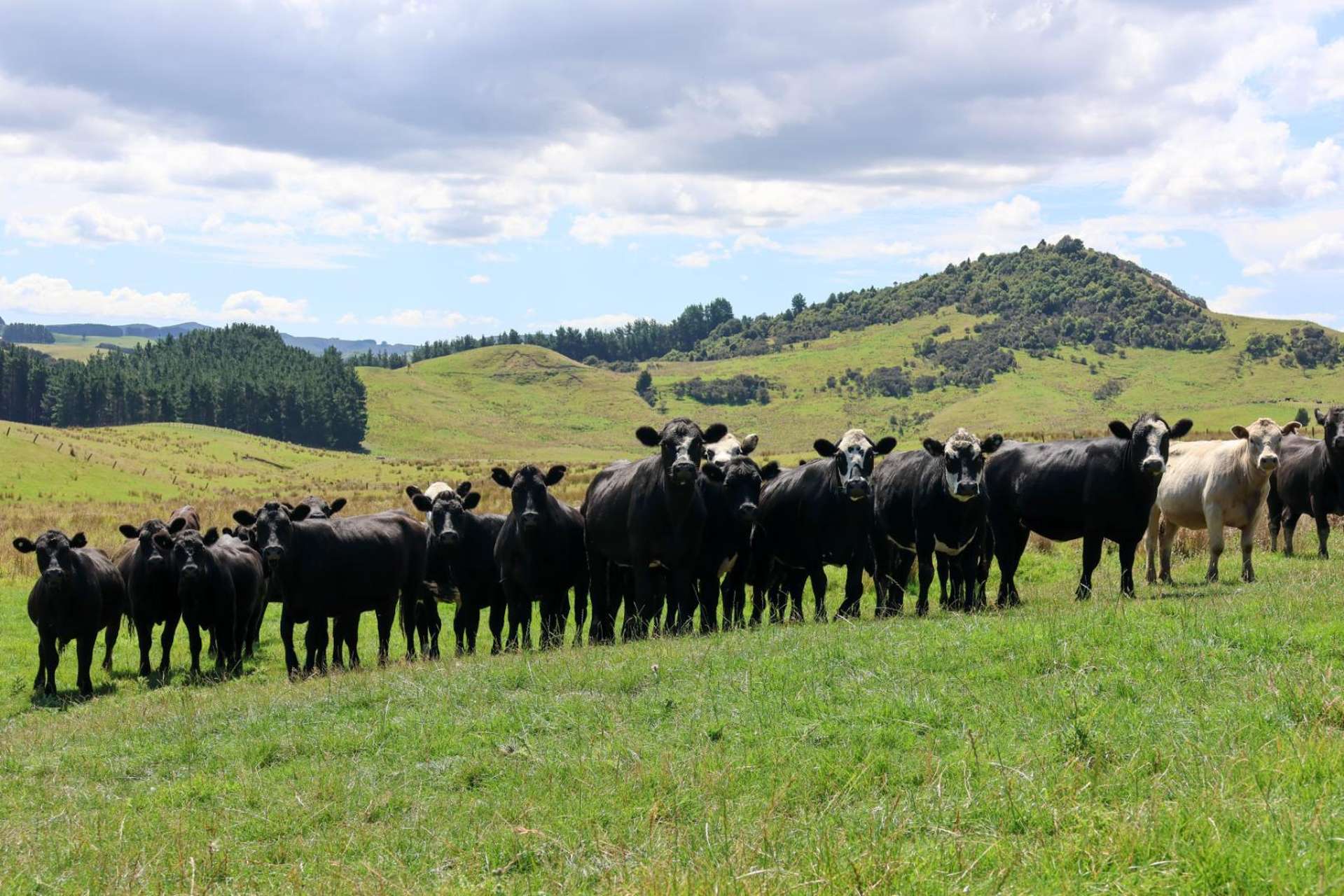 98 Millstream Road Dannevirke_0