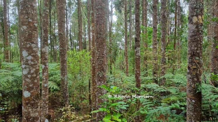 726 Paparoa Station Road Maungaturoto_84