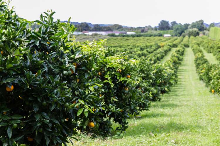 Maruata Road Maungatapere_5