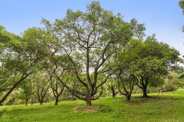 228A Lockington Road Katikati_18