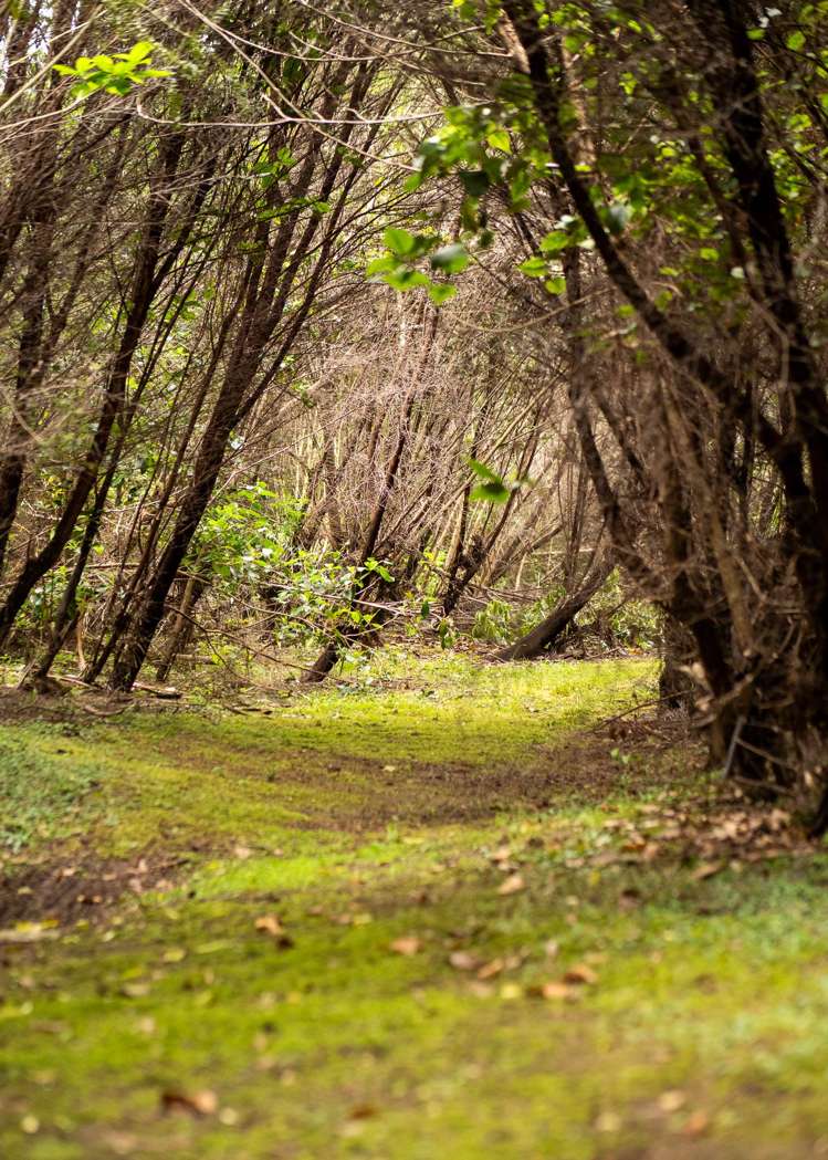 23 Birdsong Lane Mangawhai_17