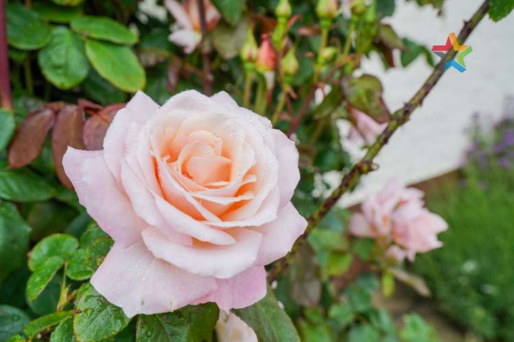 49 Mauchline Street Wallacetown_22