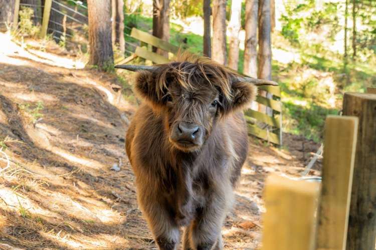 233B Murphys Road Judgeford_28