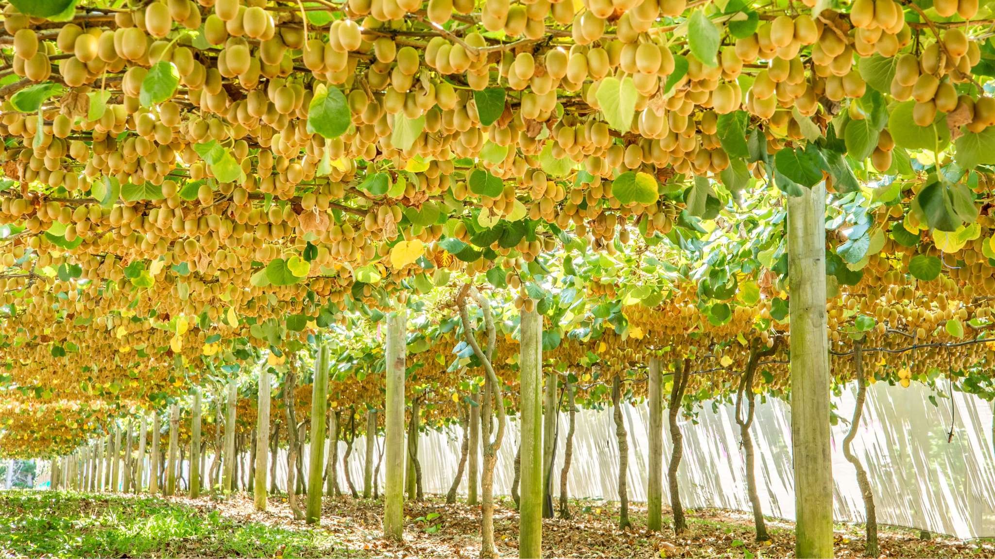 Sentiment improves in kiwifruit sector