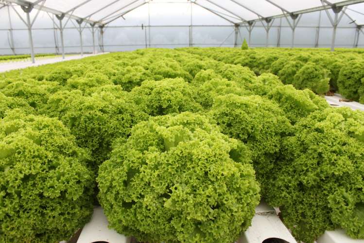 116 Wingatui Road Mosgiel_10