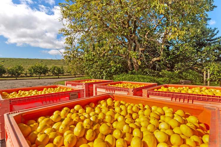 64 Cemetery Road Patutahi_18