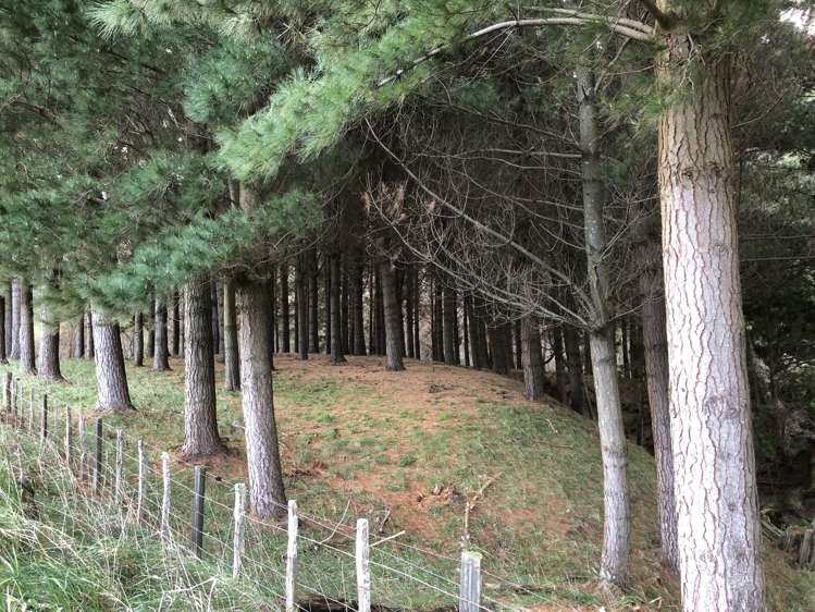 337 Saunders Road Eketahuna_17