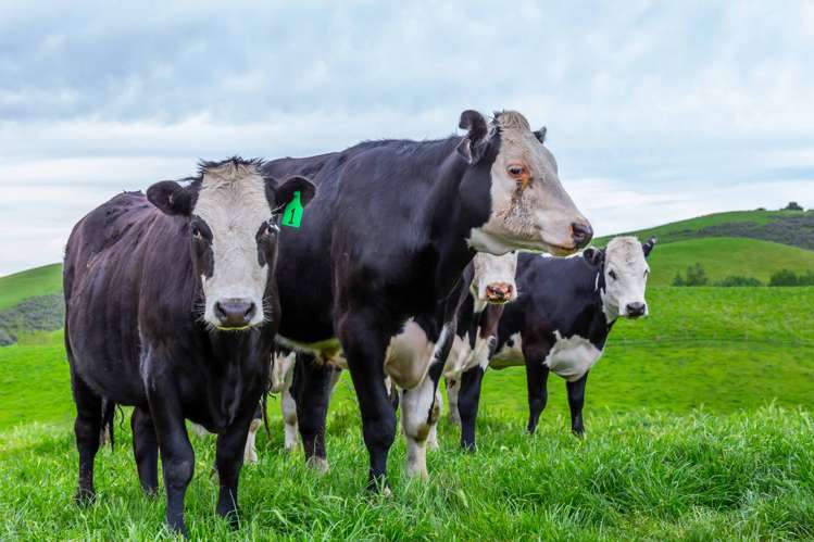 47 Hurunui Mouth Road Domett_9