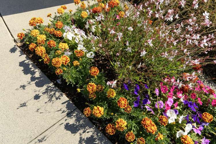 107/11 Kamahi Crescent Papamoa_17