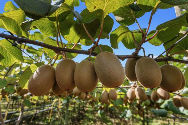 278 Paroa Road Whakatane Surrounds_2