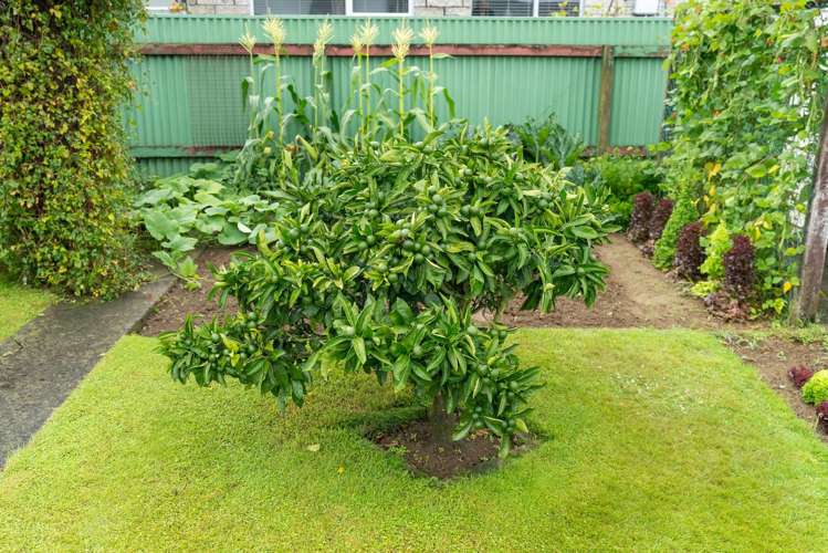 9 Chester Street Levin_15