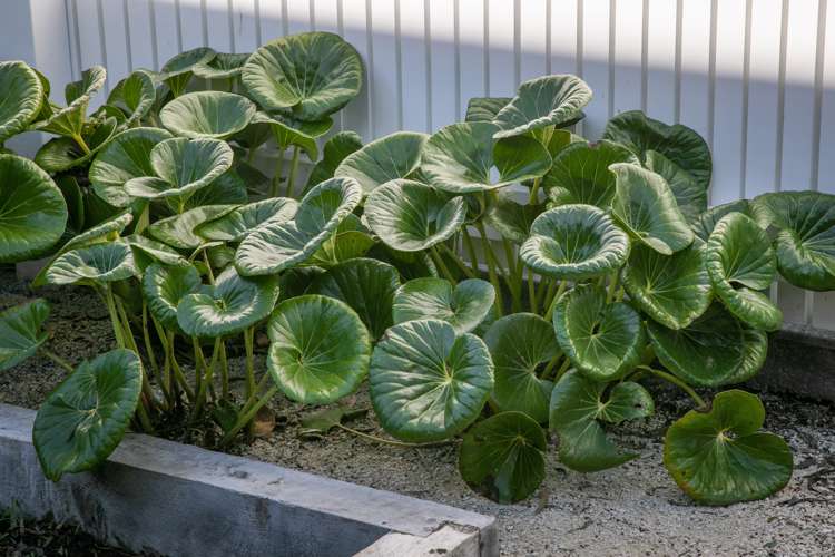 21 Saltaire Street Avondale_12