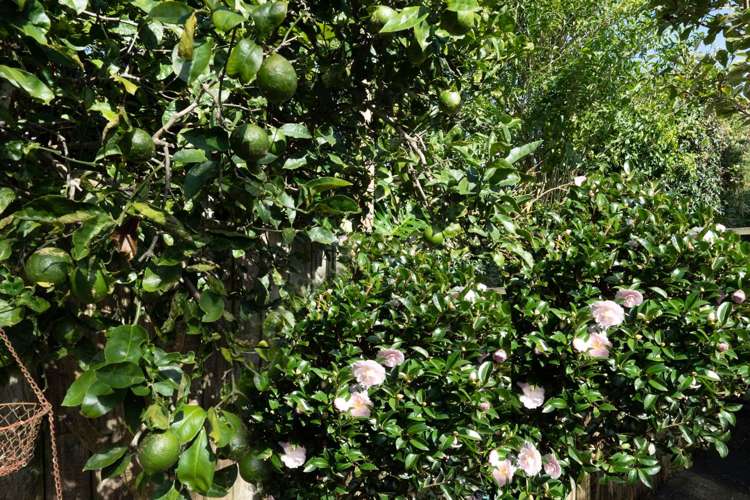 2/22 Cornelian Crescent Half Moon Bay_19