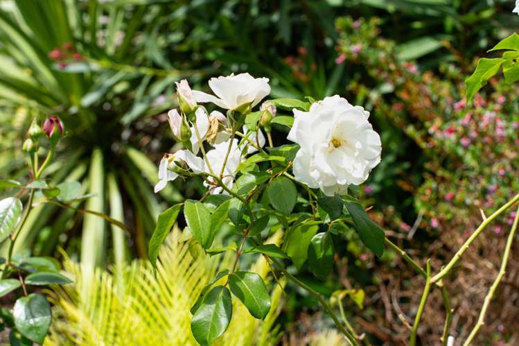 31A Cockburn Street Onerahi_25