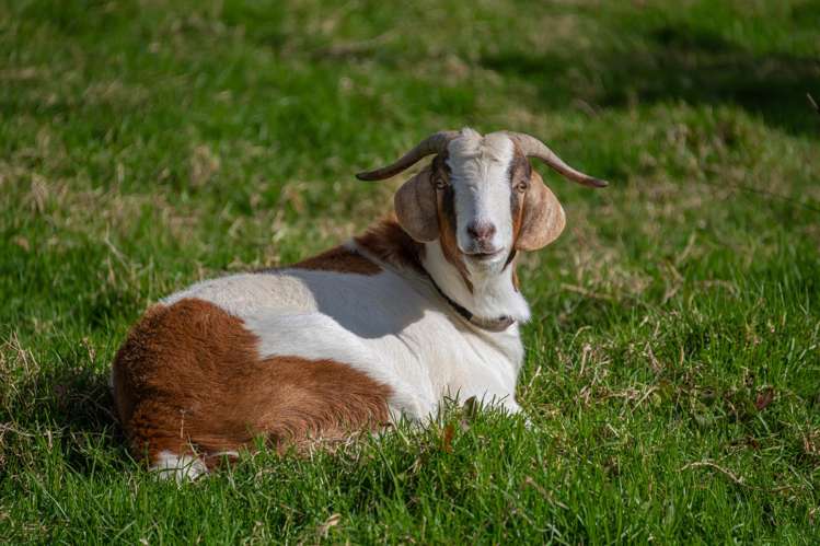 96 Dormer Road Kaukapakapa_6