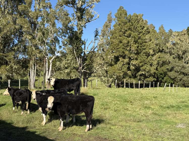 54 James Mckenzie Way Okaihau_9