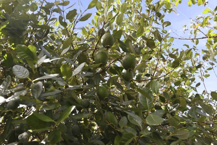 34 Cedar Drive Paraparaumu Beach_28