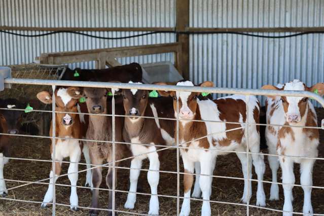 1430 Eltham Road Kaponga_2