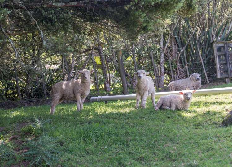 75 Taylor Road Waimauku_18