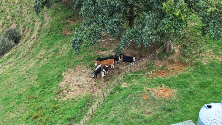 590 Maratoto Road Hikutaia_32