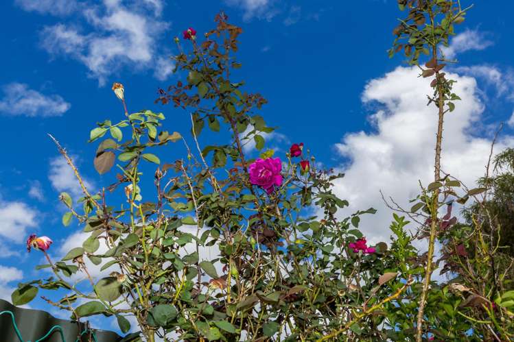 19 Haylock Grove Totara Park_21