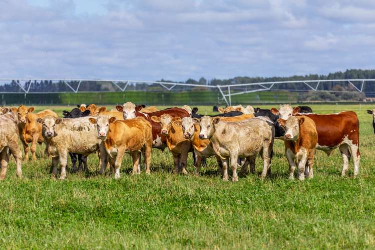 589 Coutts Island Road Coutts Island_25