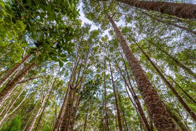 138 Mahurangi West Road Mahurangi West_4