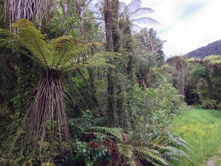 7 Punga Grove Lake Kaniere_10