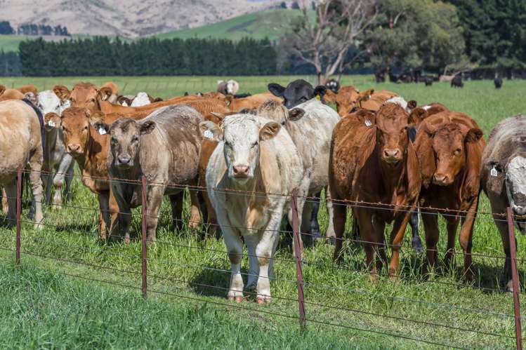 531 Murrays Road Hawarden_3