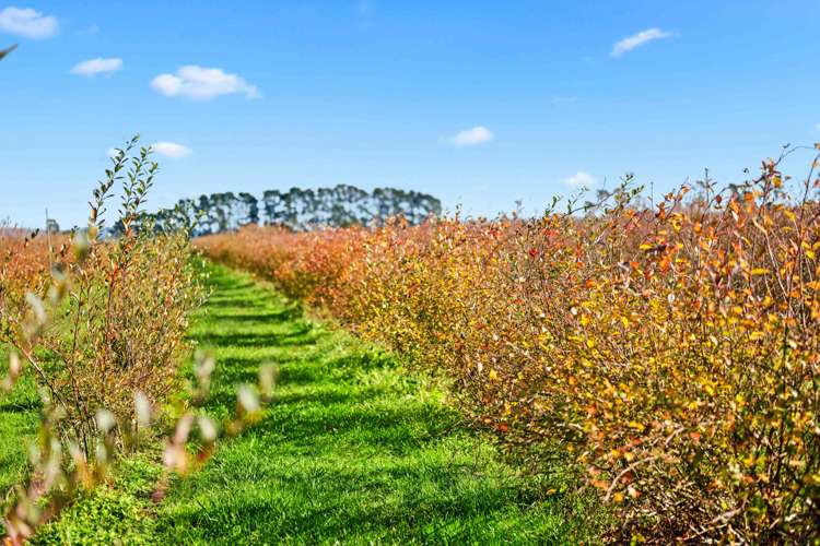 390 O'Regan Road Ngahinapouri_6