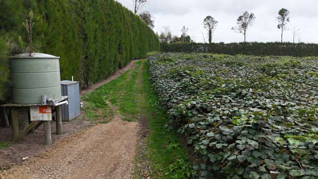 206 Casuarina Drive Te Puke_3