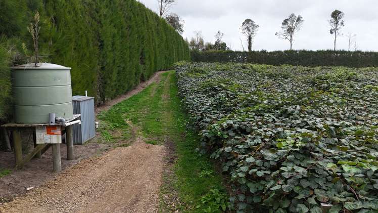 206 Casuarina Drive Te Puke_3