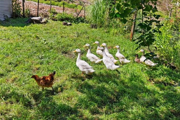 868 Allport Road Paengaroa_9