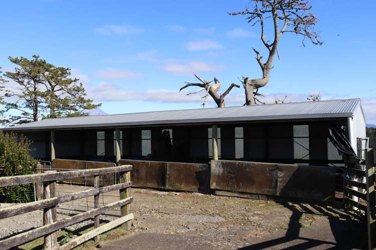 344 Hursthouse Road Inglewood_9