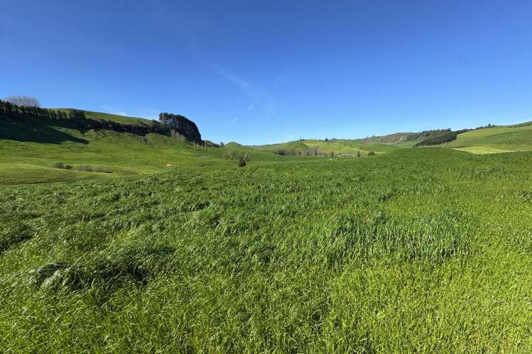 161 Veale Road Otorohanga_2