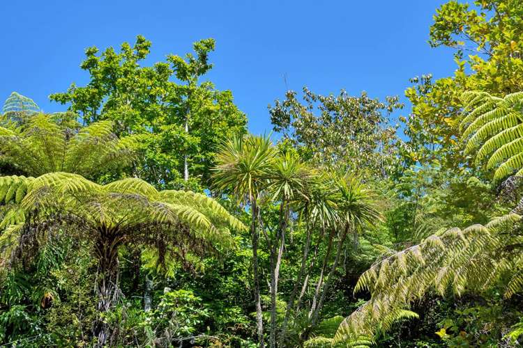 42 Kopiko Road Titirangi_7