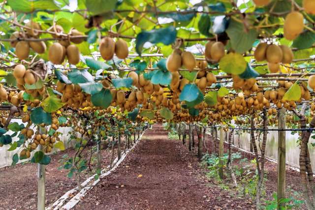 36B Demeter Road Te Puke_1