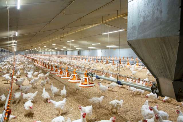 106 Rutherford Road Pukekohe East_4