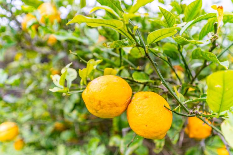 35 Karo Street Ruakaka_21