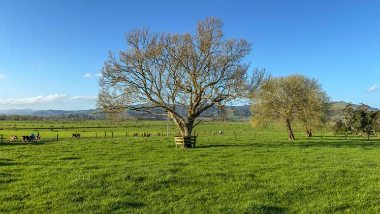 181D Thorp Road Paeroa_8