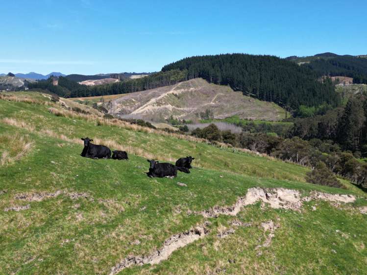 White Rock Road Martinborough_4