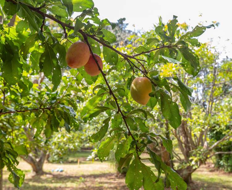 393 Tara Road Mangawhai_14