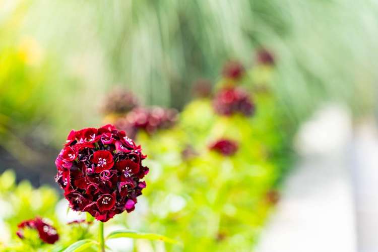 3 Koru Place Snells Beach_41